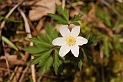 Wood anenome - B